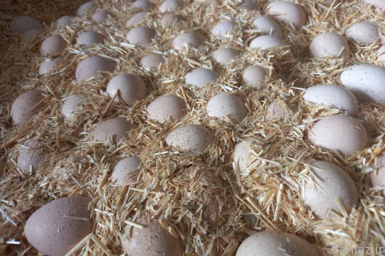 فروش تخم نطفه دار کبک