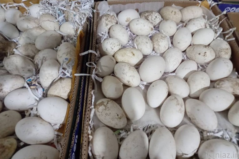 فروش تخم نطفه دار غاز