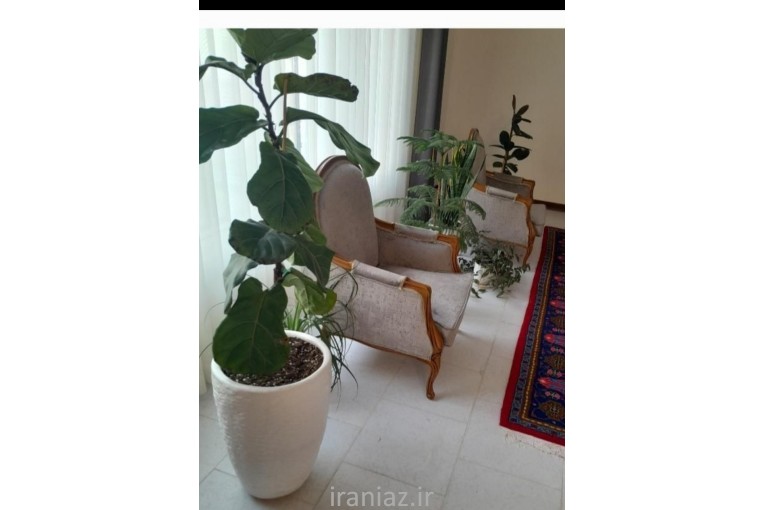 باغبانی و گل های آپارتمانی