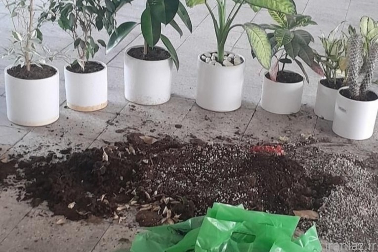 باغبانی و گل های آپارتمانی