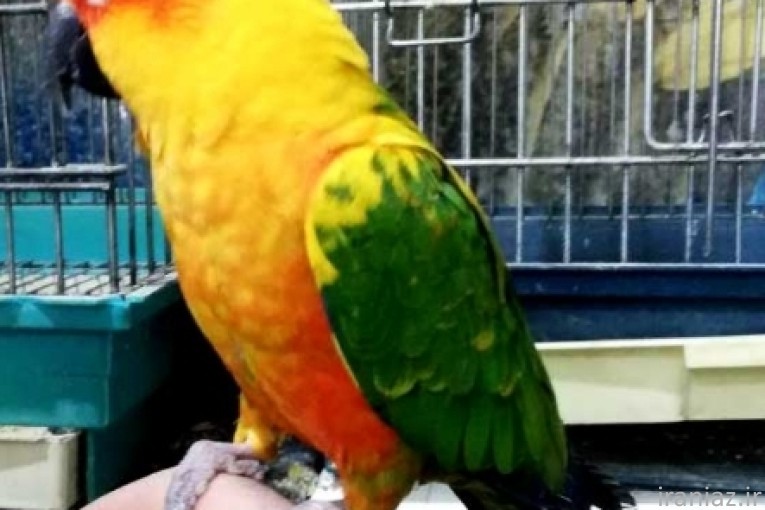 خریدو فروش و جوجه های انواع طوطی