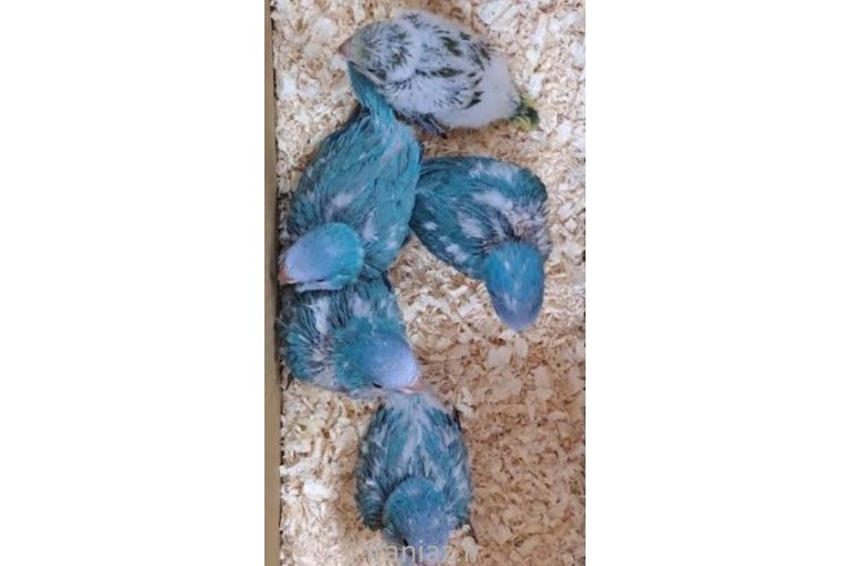 خریدو فروش و جوجه های انواع طوطی