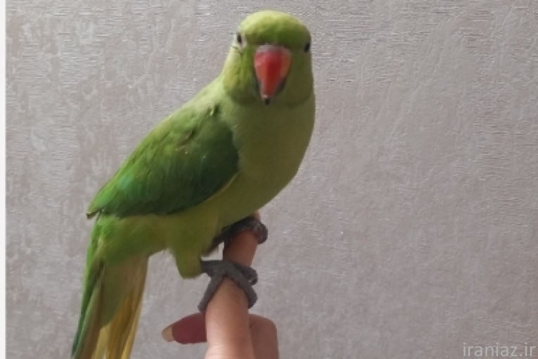 خریدو فروش  جوجه راهب ملنگو خورشیدی...