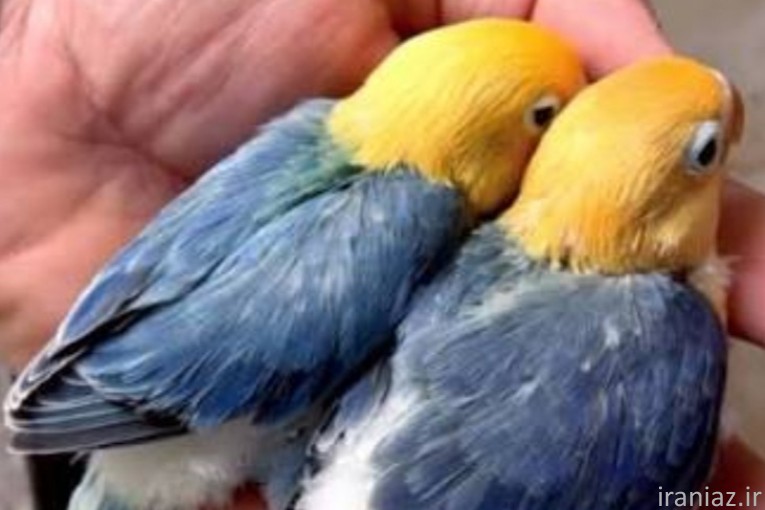 خریدو فروش  جوجه راهب ملنگو خورشیدی...