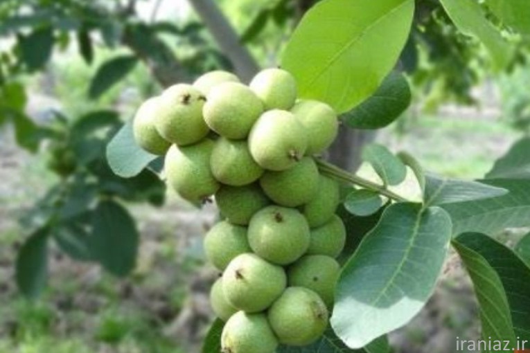  نهال اصلاح شده مخصوص آب وهوای کرمان  