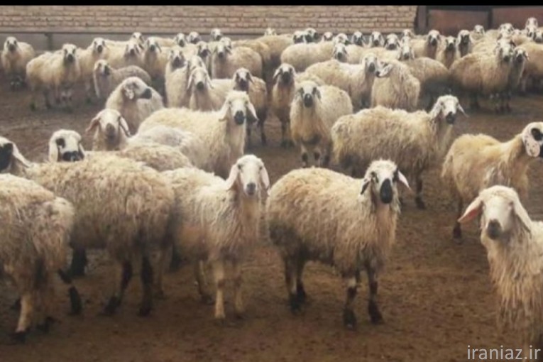 پخش دام زنده با پلاک بهداشت