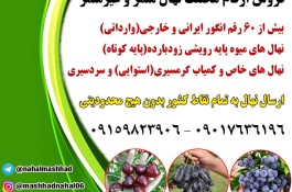 فروش انواع نهال میوه اصلاح شده و تجاری