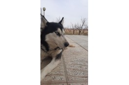 سگ هاسکی نر یک ساله