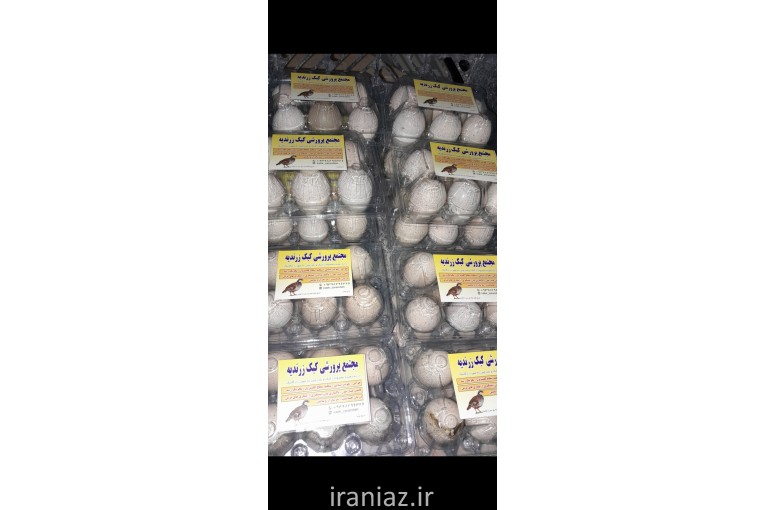 تخم نطفه دار کبک