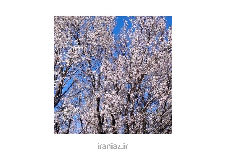 فروش ۲۰۰۰ متر زمین