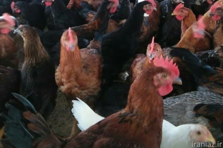 فروش نیمچه مرغ و خروس اصلاح نژاد 