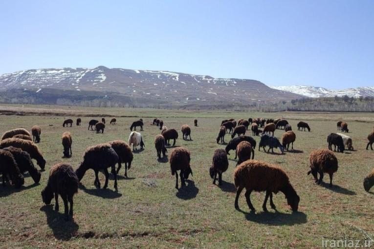 گوسفند زنده