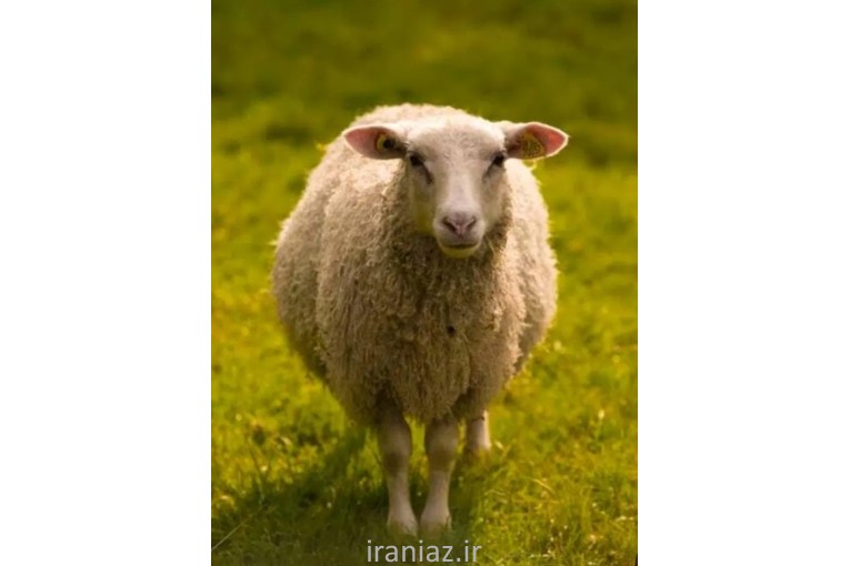 گوسفند زنده تهران شبانه روز با قصاب