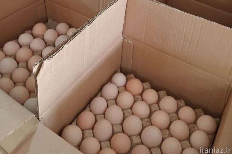 تخم مرغ نطفه دار گوشتی