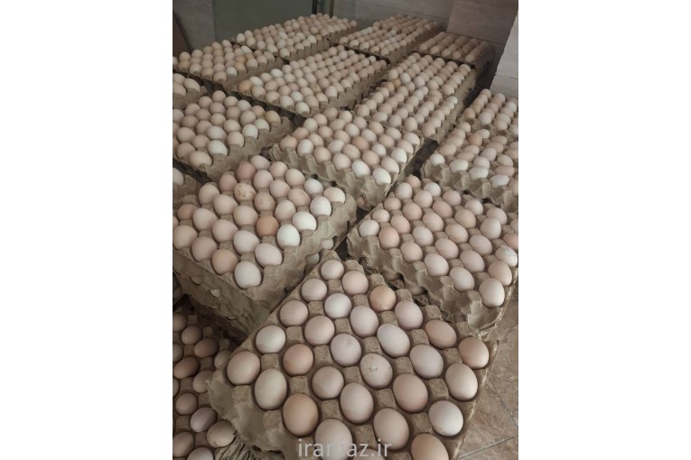 تخم مرغ نطفه دار گوشتی