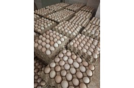 تخم مرغ نطفه دار گوشتی