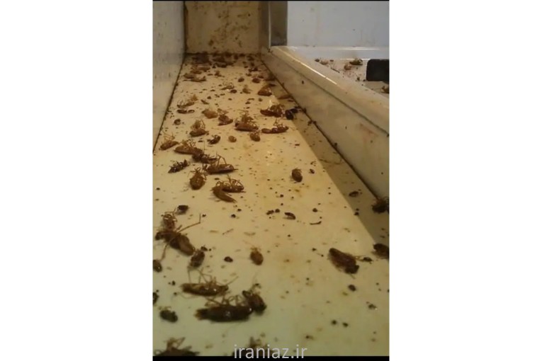 سم پاشی سوسک، ساس سراسر تهران