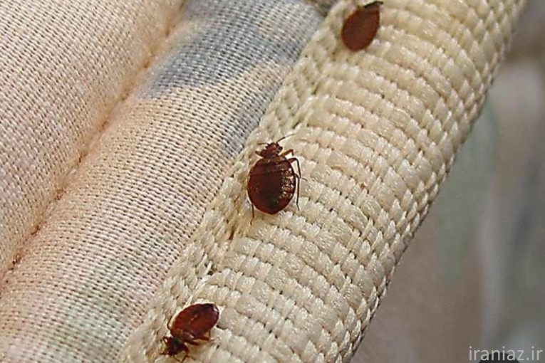 سم پاشی سوسک، ساس سراسر تهران