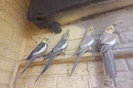 عروس هلندی