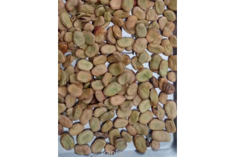 فروش باقالی خشک