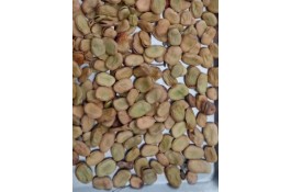 فروش باقالی خشک