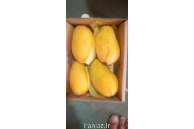 انبه زرد رسیده محلی و پاکستانی درجه یک