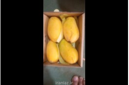 انبه زرد رسیده محلی و پاکستانی درجه یک