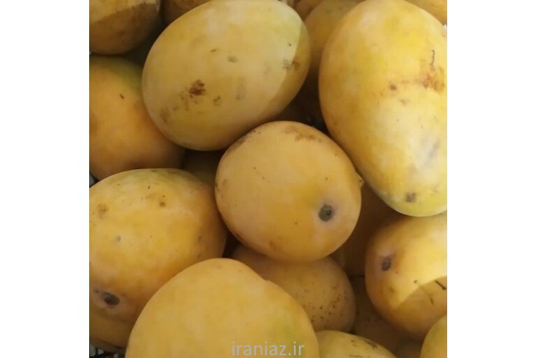انبه زرد رسیده محلی و پاکستانی درجه یک