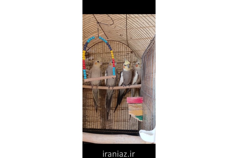 عروس هلندی