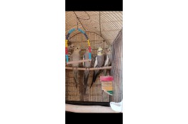 عروس هلندی