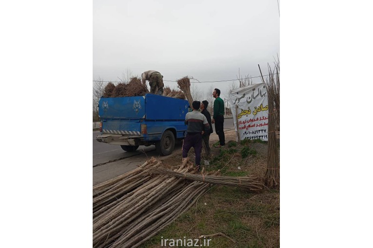 بهترین نهال صنوبر سریع رشد