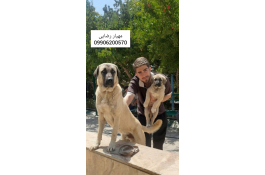 سگ درشت هیکل کانگال توله کنگال وارداتی سگ گله و نگهبان