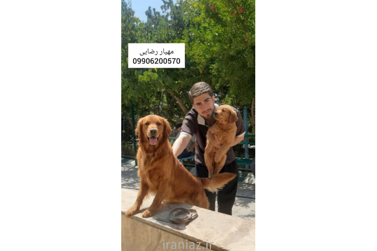 توله سگ گلدن رتریور طلایی دارچینی سفید تیپ اسکاتلندی