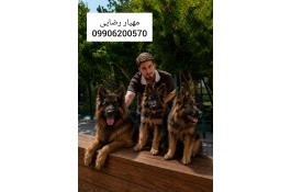 سگ ژرمن شپرد تیپ شو لاین و ورک لاین توله ژرمن وارداتی