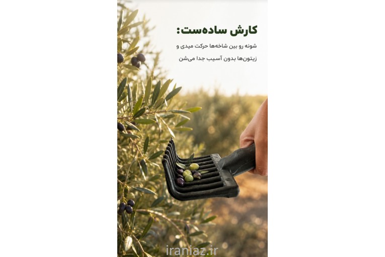 زیتون چین اعتدادصنعت