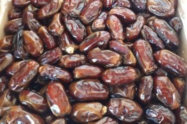 شرکت تعاونی روستایی ایلیا صنعت خرمای پردیس