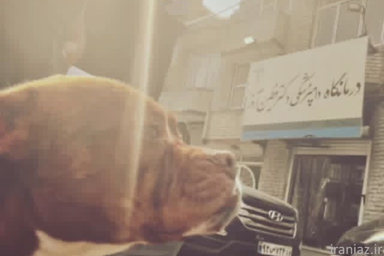 کلینیک دامپزشکی تخصصی حیوانات خانگی دکتر فطین آذر
