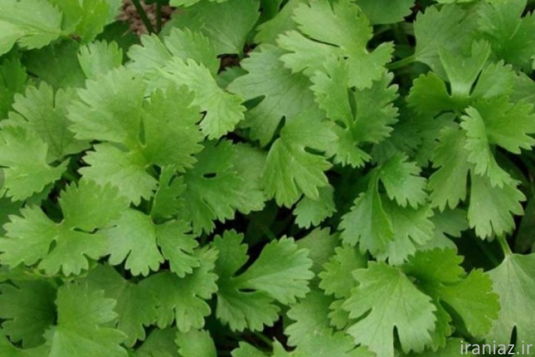 سبزی عمده ،خوردنی خورشتی