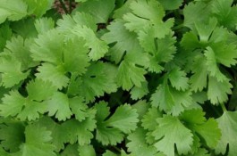 سبزی عمده ،خوردنی خورشتی