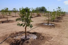 اتصالات آبیاری قطره ای((( آبینه کشت )))
