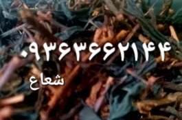چای طبیعی قلم لاهیجان