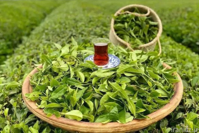 چای طبیعی قلم لاهیجان