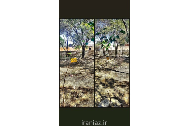 کاشت درخت و نهال-اموات-درختچه یادگاری-نامیرا