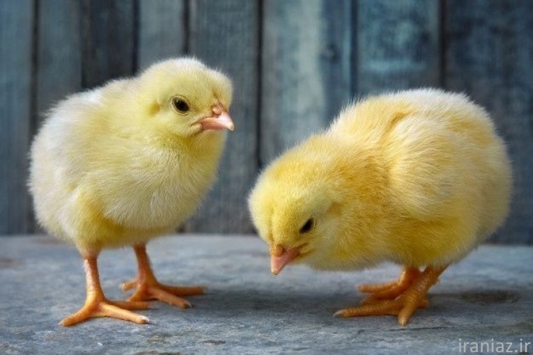 فروش جوجه یک روزه گوشتی