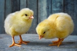 فروش جوجه یک روزه گوشتی