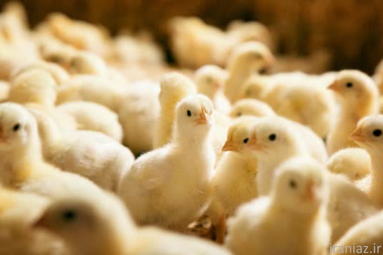 فروش جوجه یک روزه گوشتی