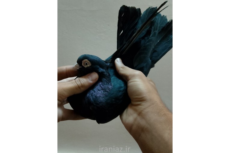 کبوتر آبادانی و صرب