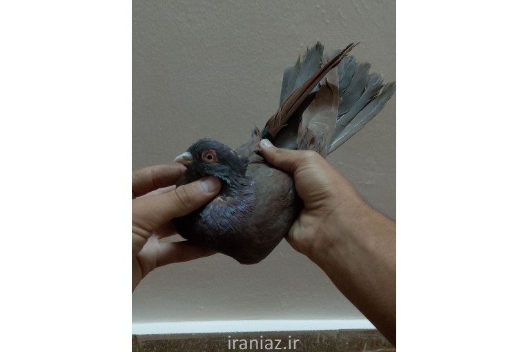 کبوتر آبادانی و صرب