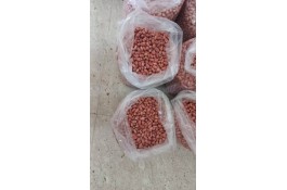 فروش بادام زمینی آستانه اشرفیه