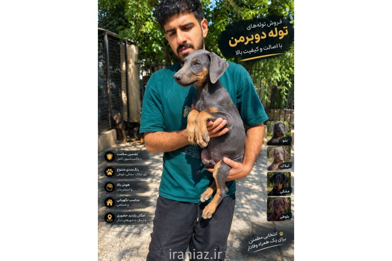 فروش تخصصی سگ دوبرمن اصیل